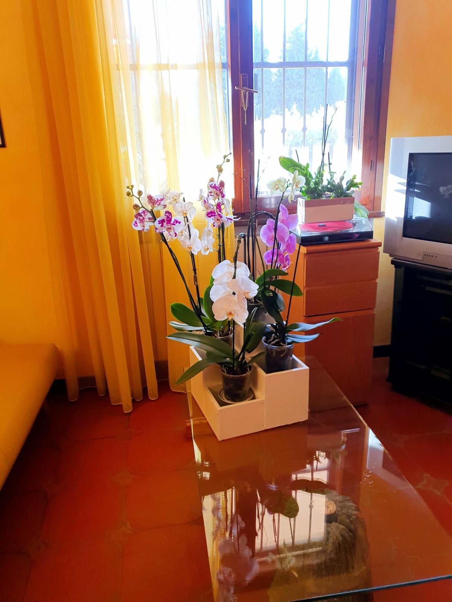 Villa Elsa, Cesena Zona Ippodromo Exteriör bild